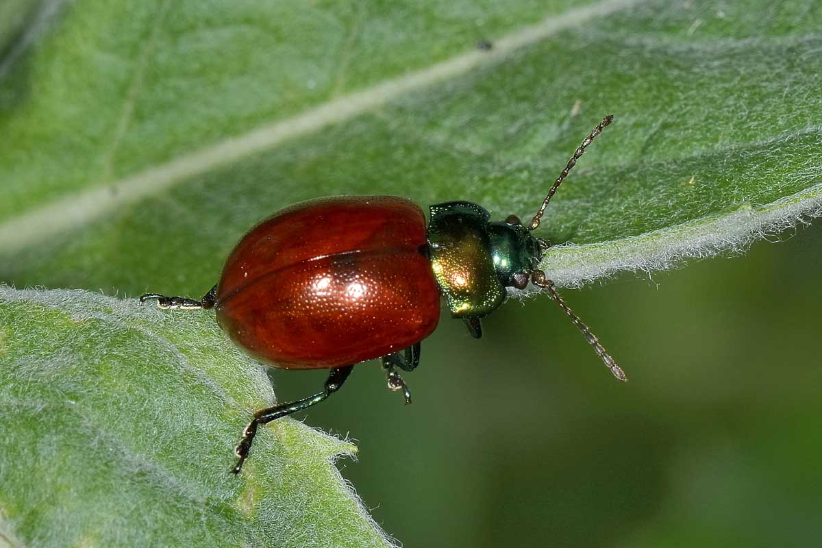 Chrysolina polita, Chrysomelidae
